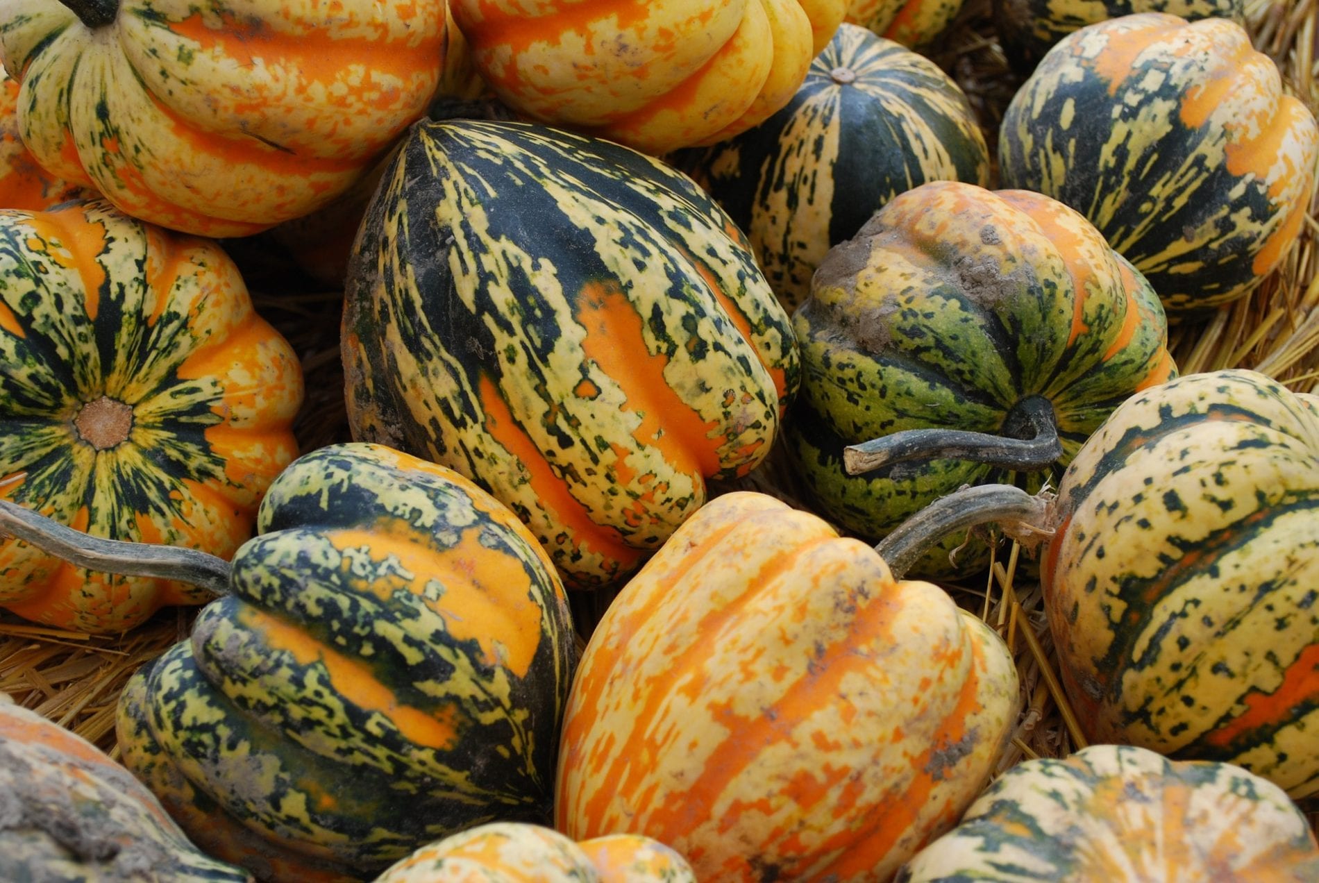 acorn squash stuffed corn pudding