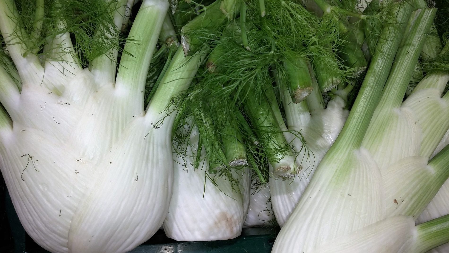 fennel broccoli red bell pepper