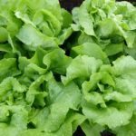 in-this-week's-harvest-Green-Lettuce