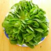 in-this-week's-harvest-Butter Lettuce