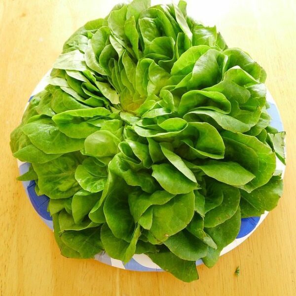 in-this-week's-harvest-Butter Lettuce