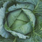 this weeks organic harvest cabbage