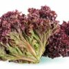 red leaf lettuce