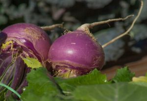 organic turnips