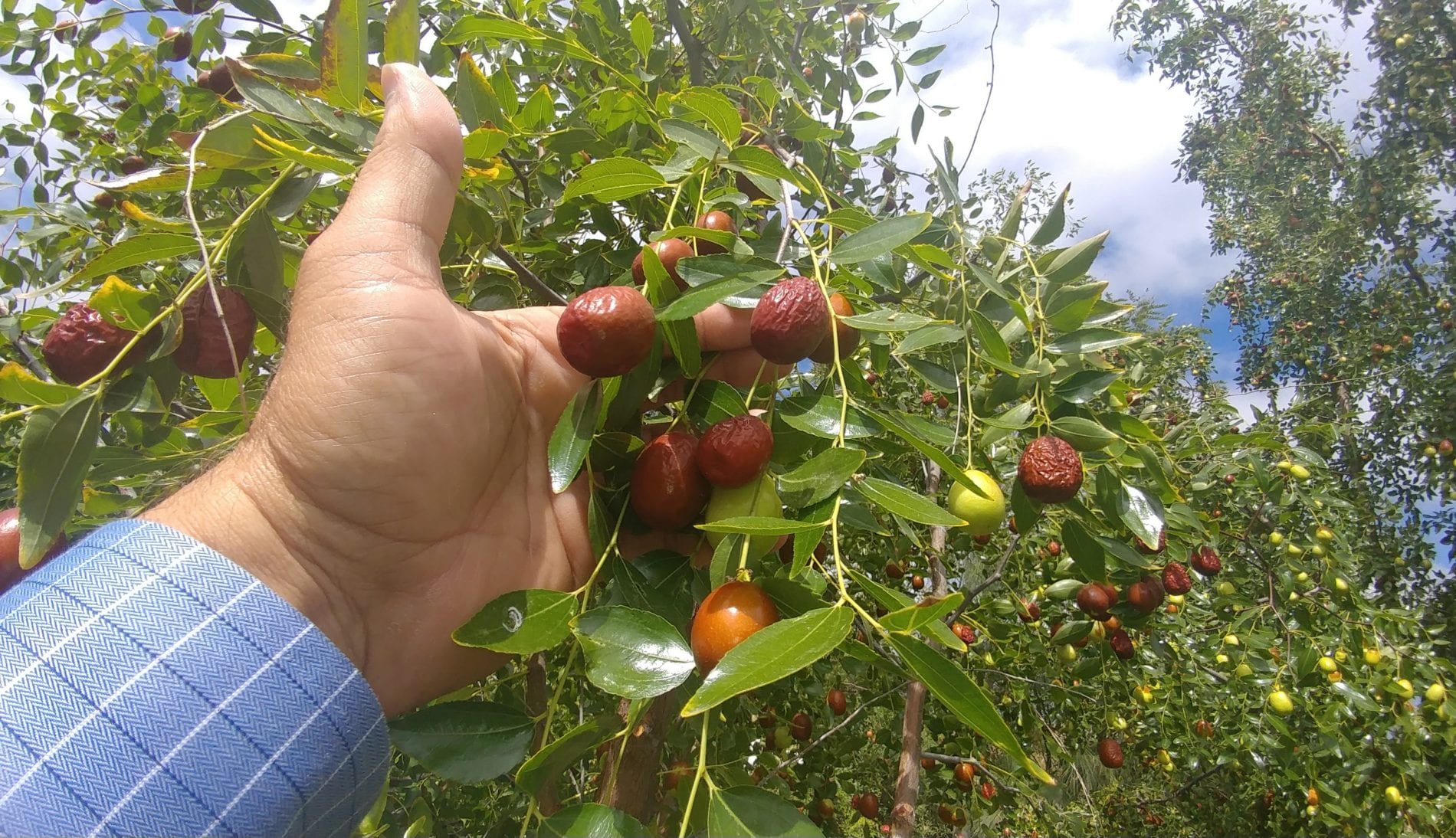 Jujube Harvest2u