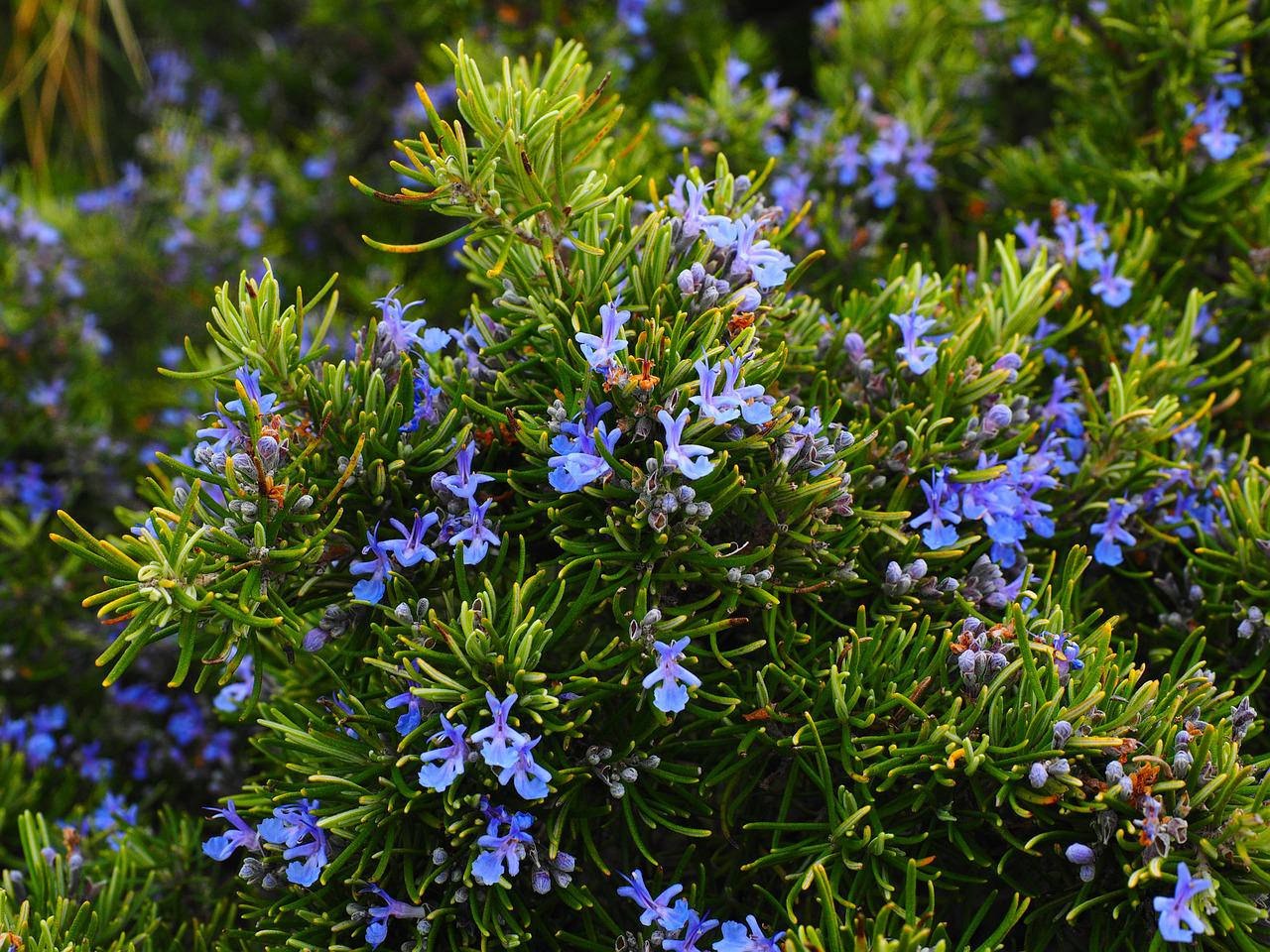 fresh rosemary bush