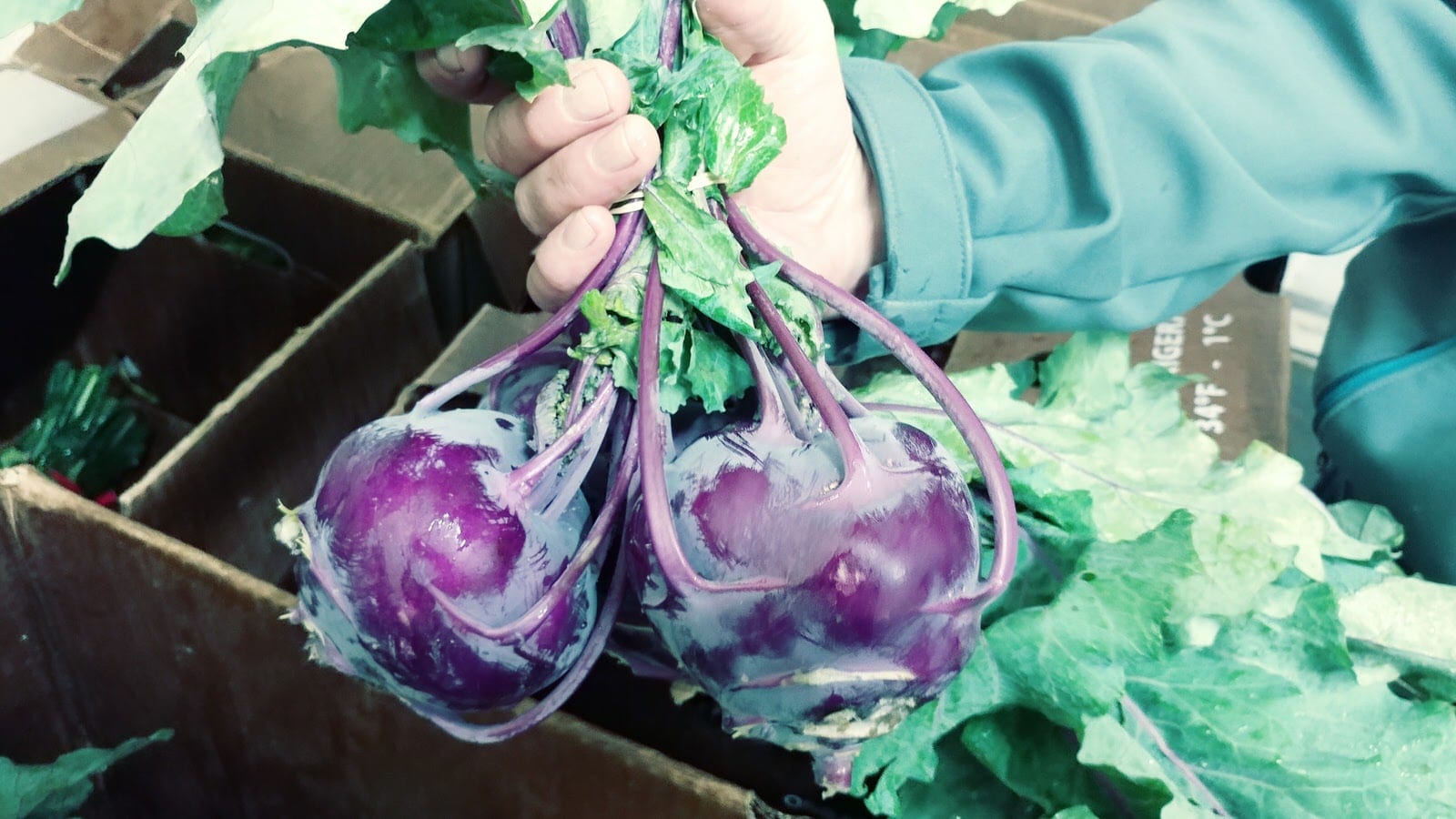 use kohlrabi