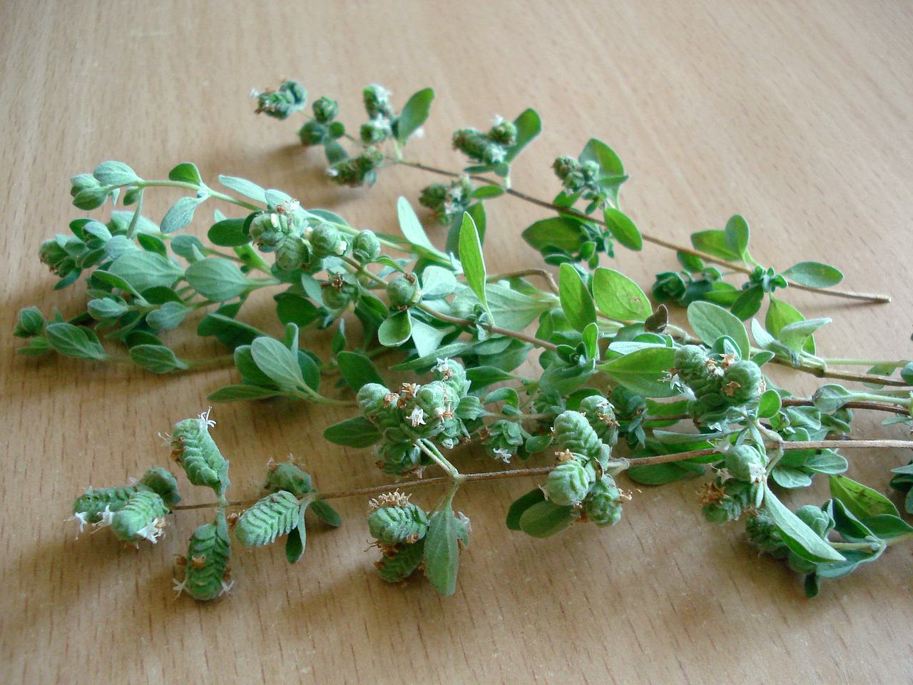 oregano herb