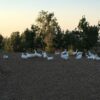 pastured duck eggs