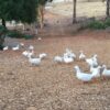pastured ducks foraging