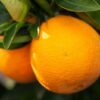 Washington Navel Oranges