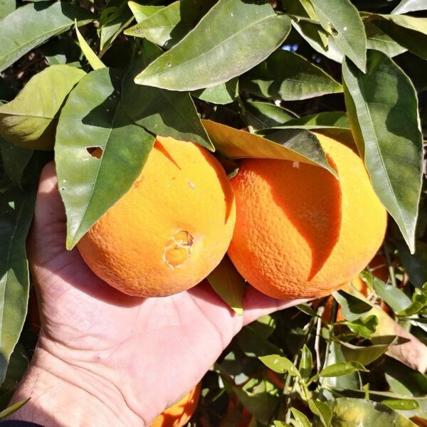 Washington Navel Oranges