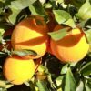 Washington Navel Oranges on the tree