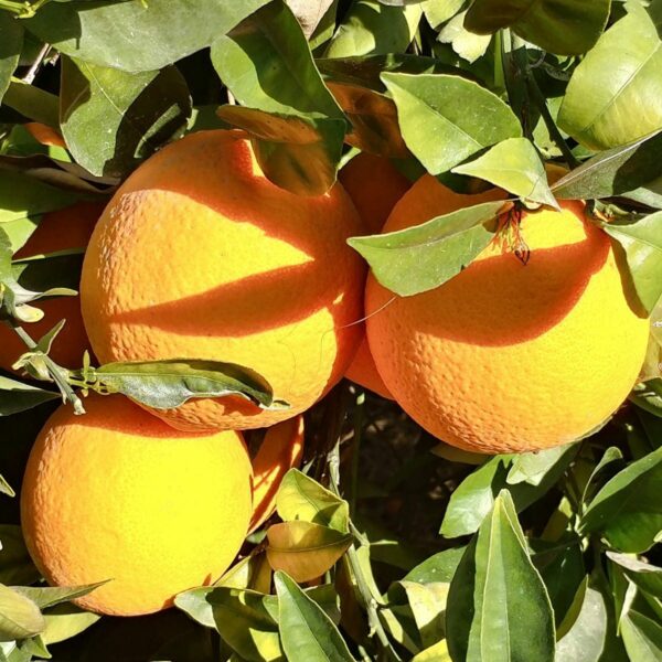 Washington Navel Oranges on the tree