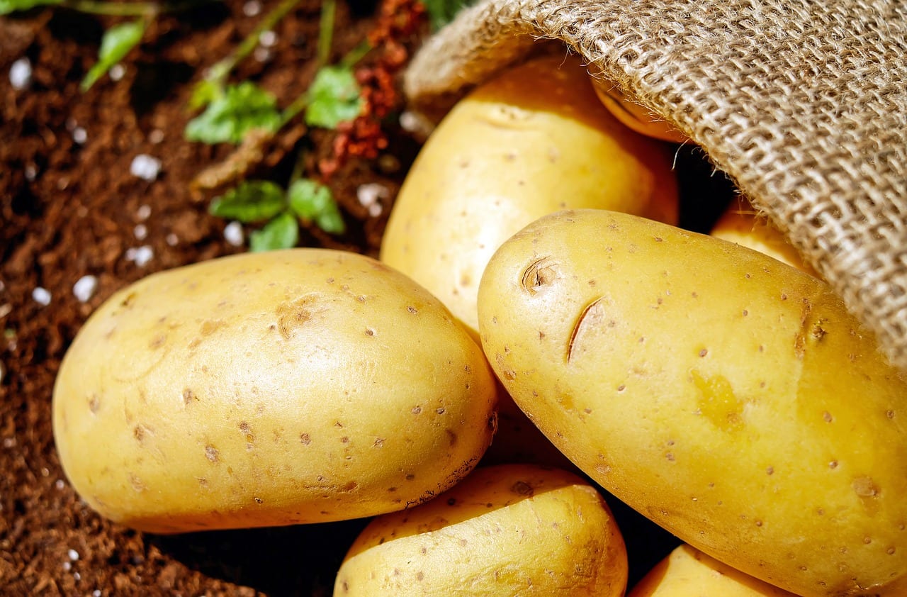 commercial potato farming