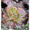 red butter lettuce