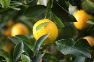 natural spa treatments citrus