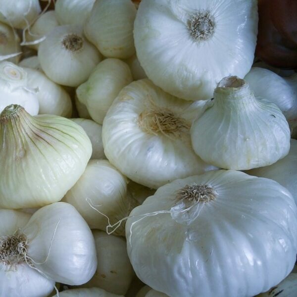 onion-mini-white
