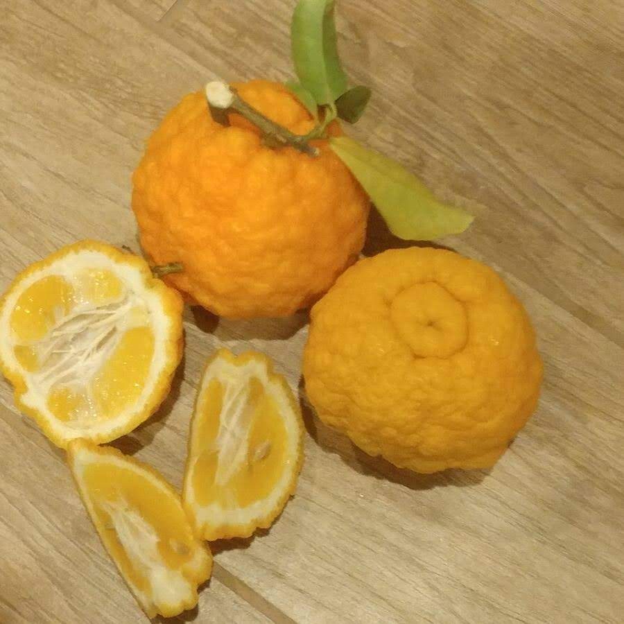 rough lemon