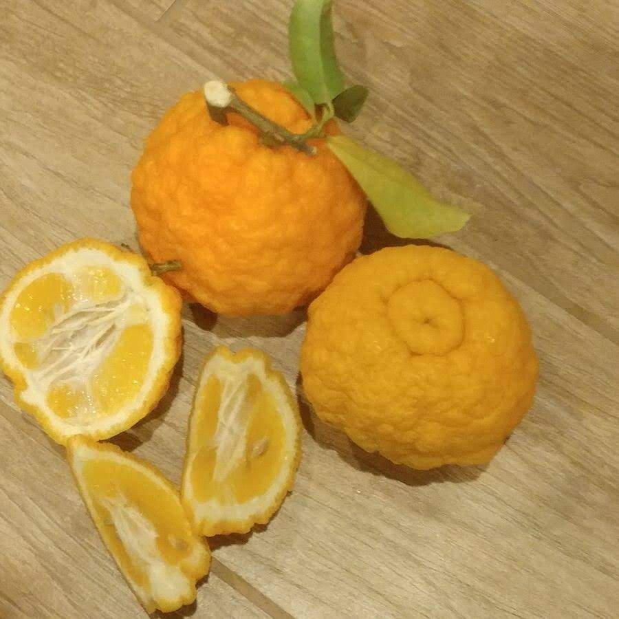 Flavor of the Week: Yuzu, a unique citrus hybrid