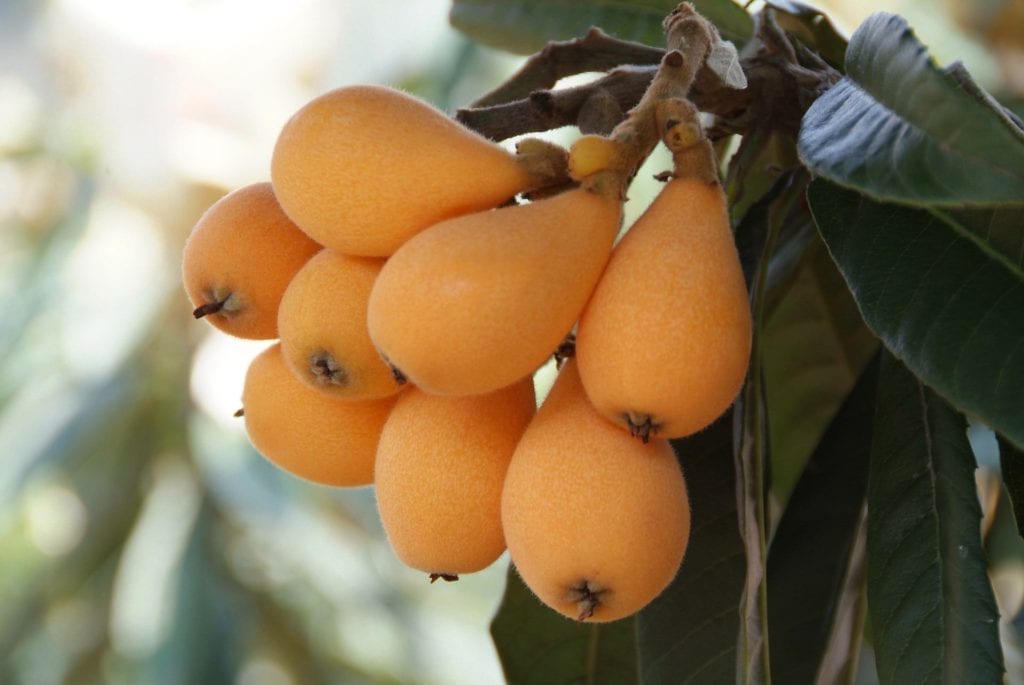 Loquat - Harvest2U