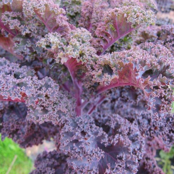 kale purple curly