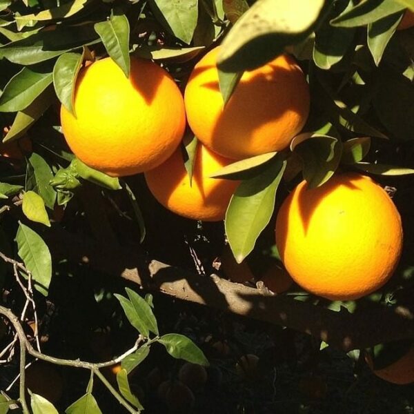 valencia oranges