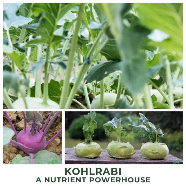 kohlrabi