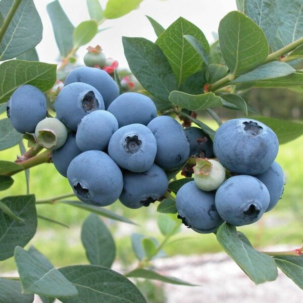 Blueberries