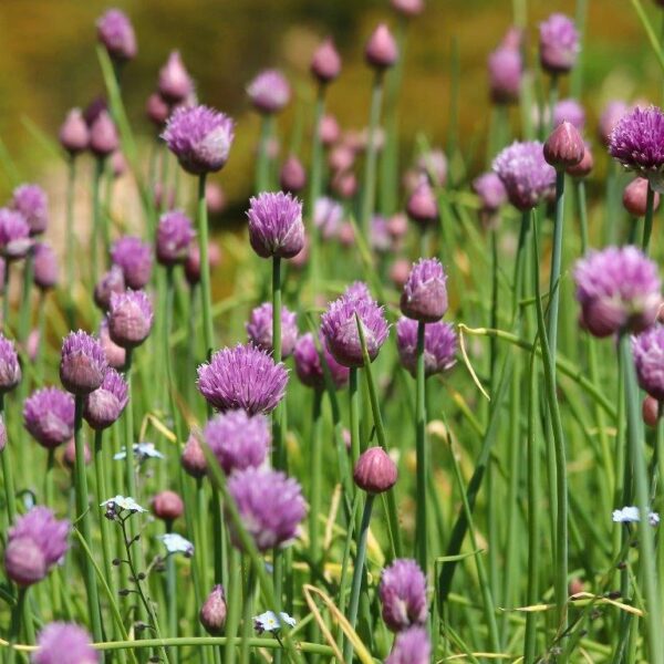 chives-flowers