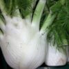 fennel