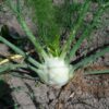 fennel