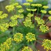 fennel flowers