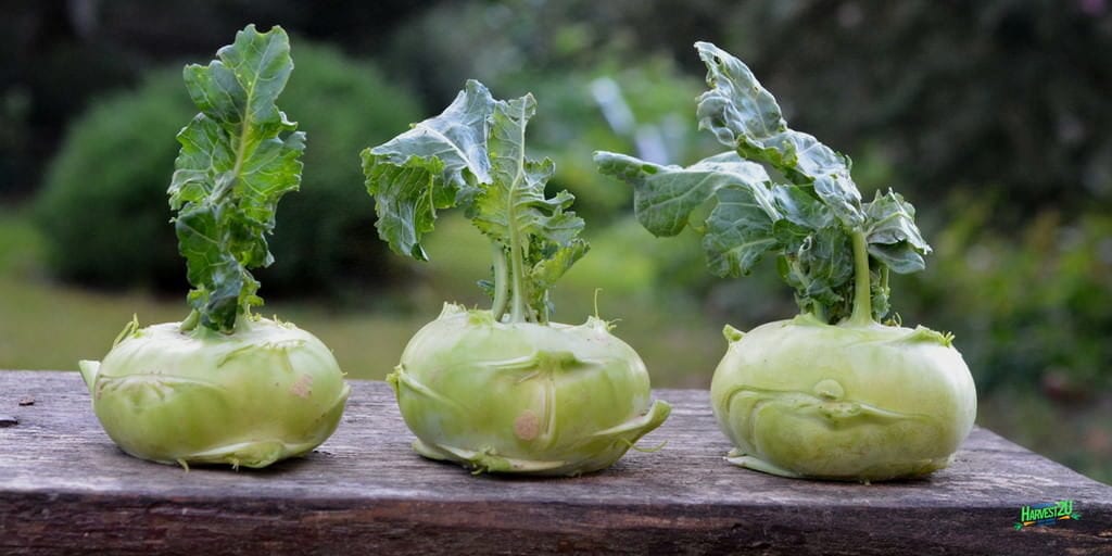 kohlrabi 