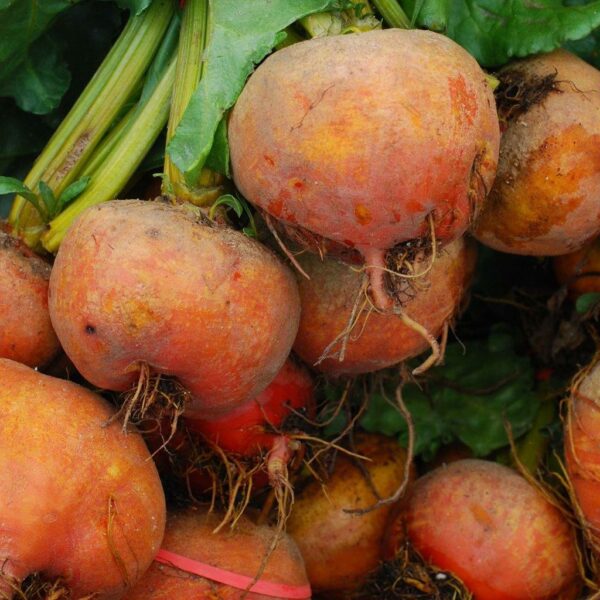 beet-golden