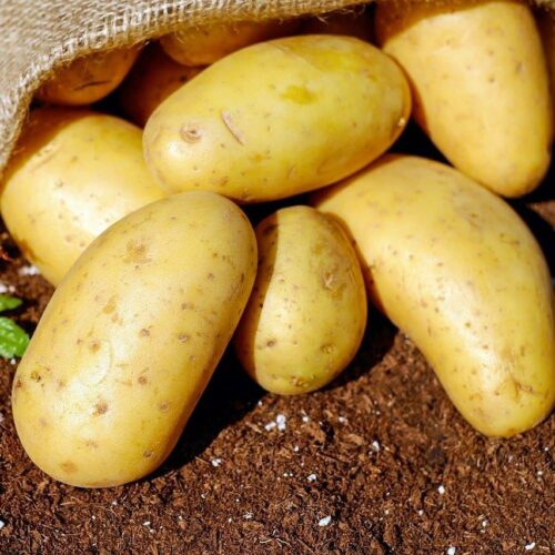 potatoes-yukon-gold