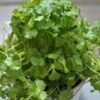cilantro