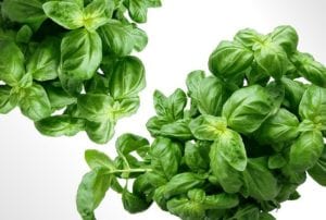 dehydrating herbs basil