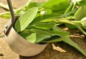 dehydrating herbs sage