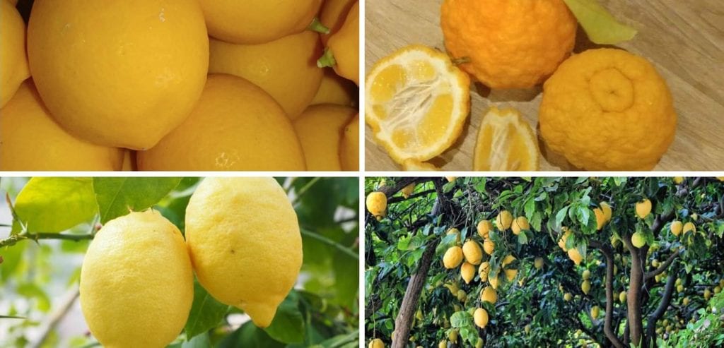 fresh organic lemons
