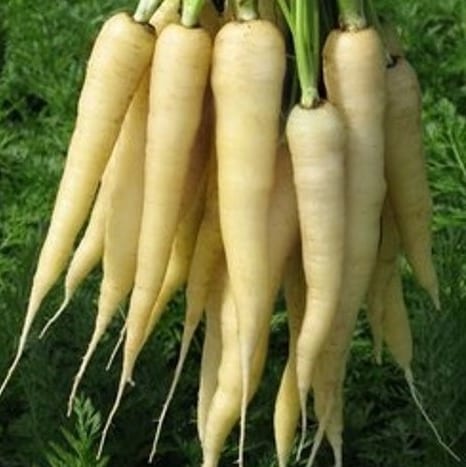 White Carrots