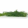 dill