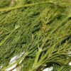 dill