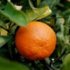 Tangerine