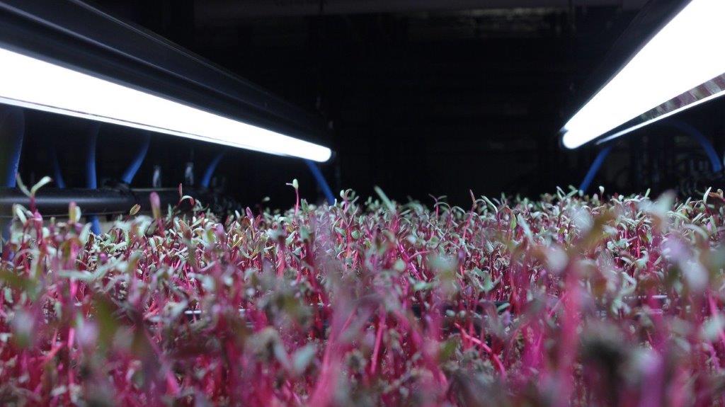 microgreens-farming