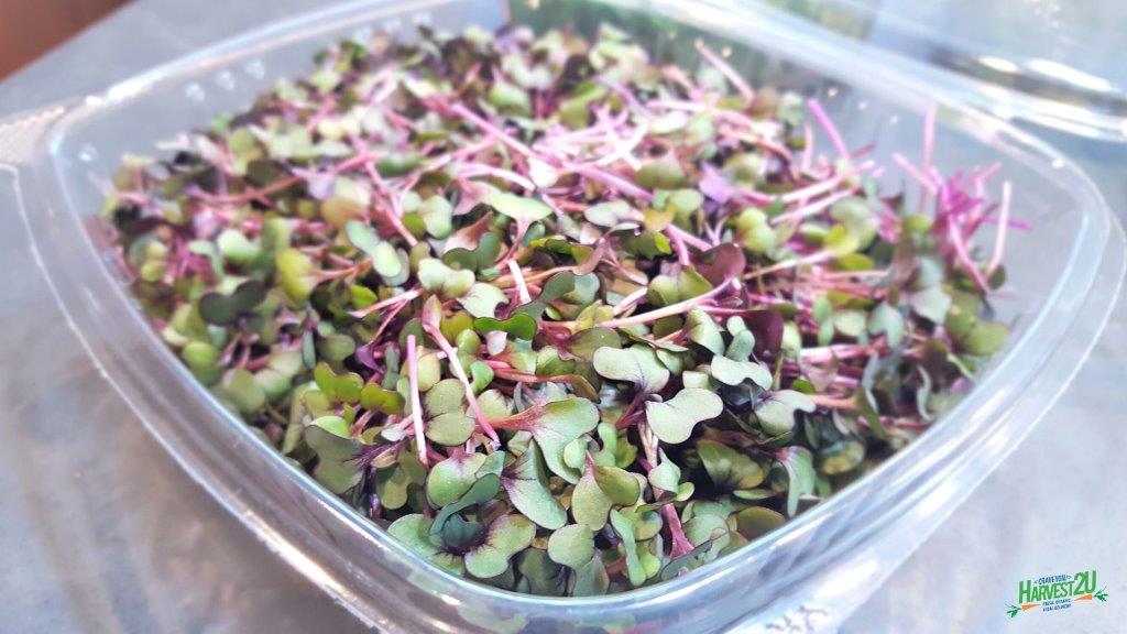 How to Store and Use Microgreens