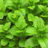 spearmint