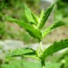 spearmint