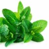 spearmint