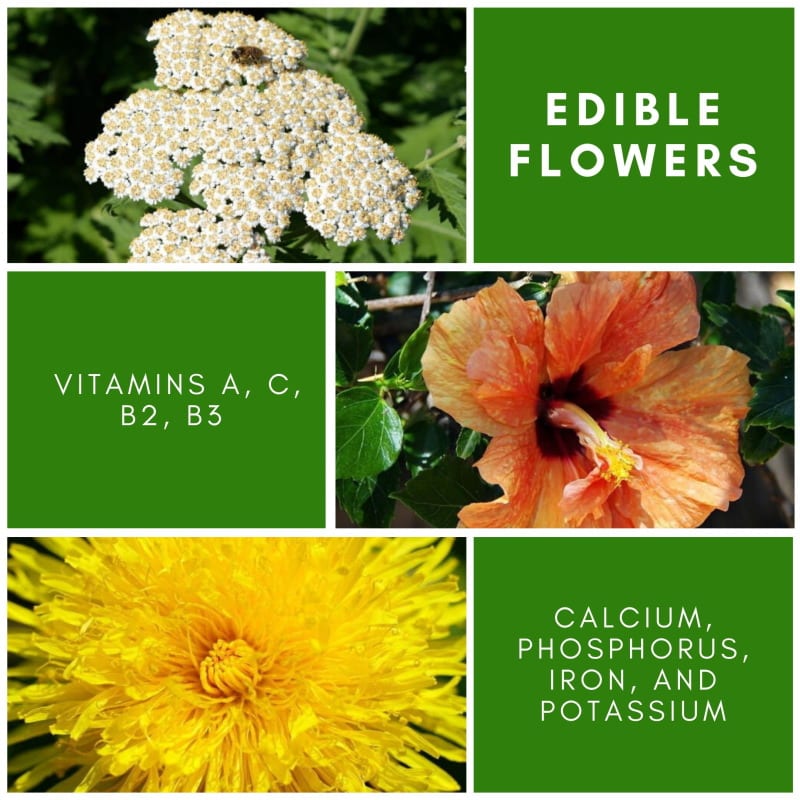 50 Most Popular Types of Flowers to Give or Grow - Edible® Blog